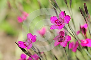 Dianthus Deltoides (Maiden Pink) Flowers