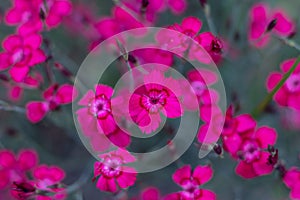 Dianthus deltoides - pink flowers in the garden