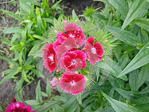 Dianthus Deltoides Maiden Pink and white Flowers