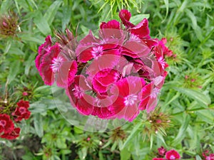 Dianthus Deltoides Maiden Pink and white Flowers