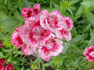 Dianthus Deltoides Maiden Pink and white Flowers