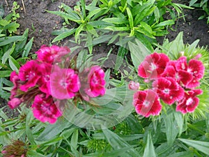 Dianthus Deltoides Maiden Pink and white Flowers