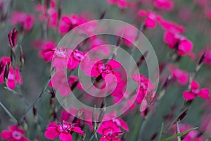 Dianthus deltoides - pink flowers in the garden