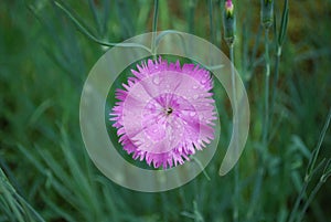 Dianthus deltoides pink flowers.