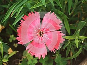 Dianthus Deltoides