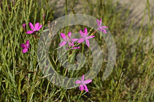 Dianthus deltoides