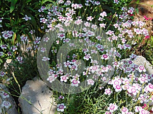 Dianthus - deltoides in the summer garden photo
