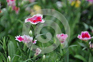 Dianthus flower