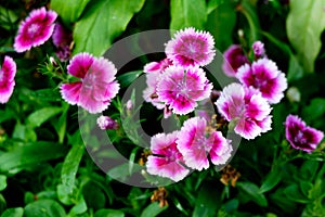 Dianthus flower close up for background backdrop use