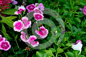 Dianthus flower close up for background backdrop use
