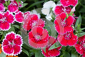 Dianthus flower in the garden