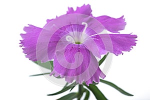 Dianthus flower