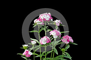 Dianthus flower photo