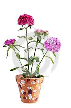 Dianthus Flower Plant