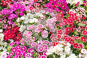 Dianthus flower or  Sweet William flowers