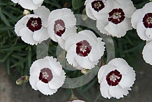 DIANTHUS