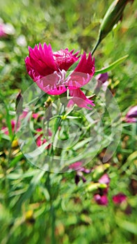 Dianthus is a genus of about 300 species of flowering plants in the family