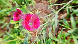 Dianthus is a genus of about 300 species of flowering plants in the family