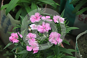 Dianthus gratianopolitanus or cheddar pink flowers