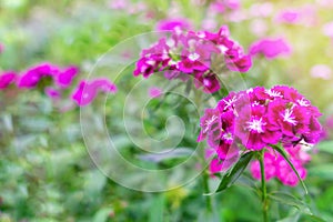 Dianthus groundcover perennial plants with small pink flowers growing in urban park on warm sunny summer day. Purple herbaceous