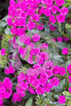 Dianthus Jolt Flowers in Australia