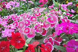 Dianthus