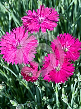 A Cluster of Spring Dianthus in Bloom photo