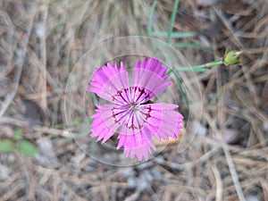 Dianthus nitidus