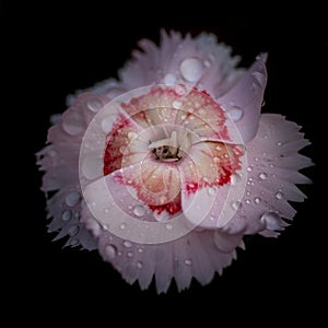 Dianthus pink flower on black