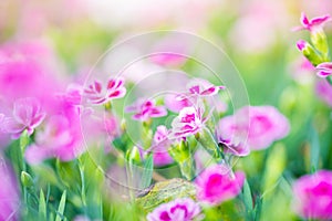 Dianthus pink kisses