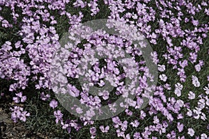 Dianthus plumarius `Duchess of Fife`