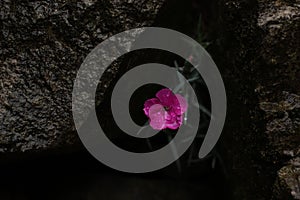 Dianthus plumarius, pink carnation