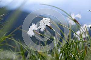 Dianthus praecox white wildflower in bloom