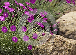 Dianthus on the rocks