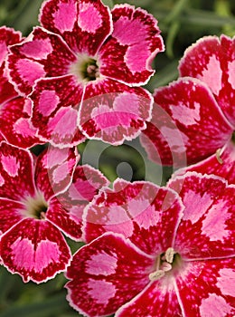 Macro of Dianthus 'Spotty'