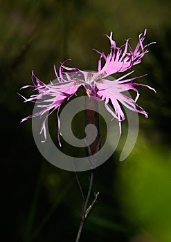 Dianthus superbus