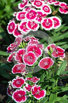 Dianthus, Sweet william