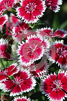 Dianthus, Sweet william