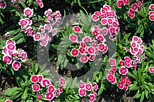 Dianthus, Sweet william