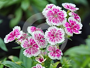Dianthus, Sweet william