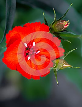 Dianthus Telstar Red