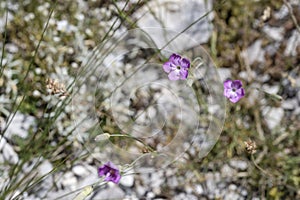 Diantuhs sylvestris Wulfen flower at Terminillo mountain range, Italy
