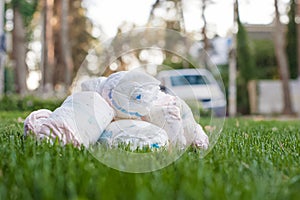 Diapers waste, dirty diapers in nature. Disposing of used baby nappies. Environmental Impact of Disposable Diapers. Pollution of photo