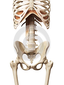 the diaphragm