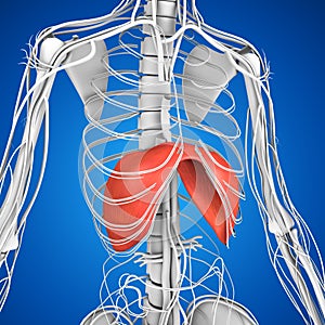 Diaphragm