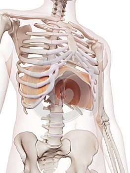 The diaphragm