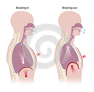 Human respiration Inhalation and Exhalation photo