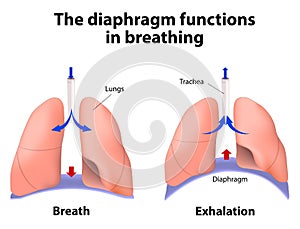 The diaphragm functions in breathing