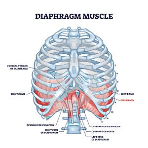 Diaphragm muscle as body ribcage dome muscular system outline diagram
