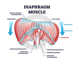 Diaphragm muscle with exhalation and inhalation movement outline diagram photo